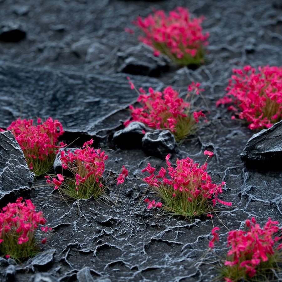 Pink Flowers-Wild