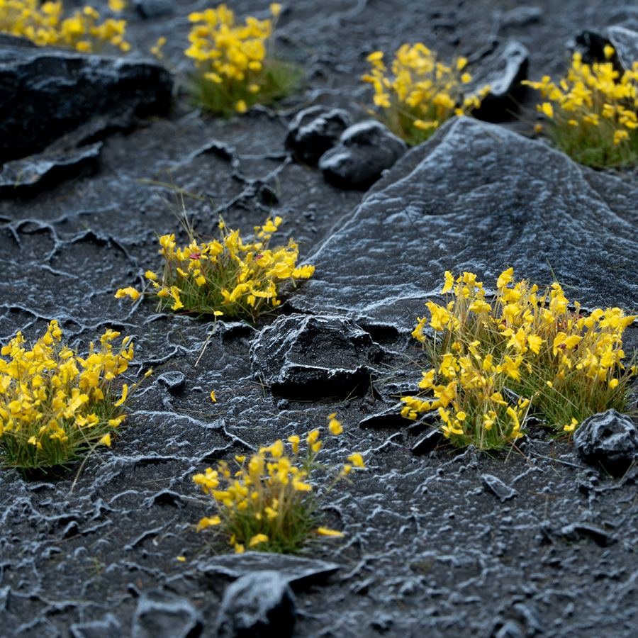 Yellow Flowers-Wild