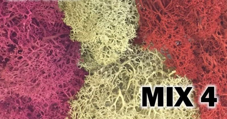 Musgo - Mezcla Rojo Fucsia y Gris